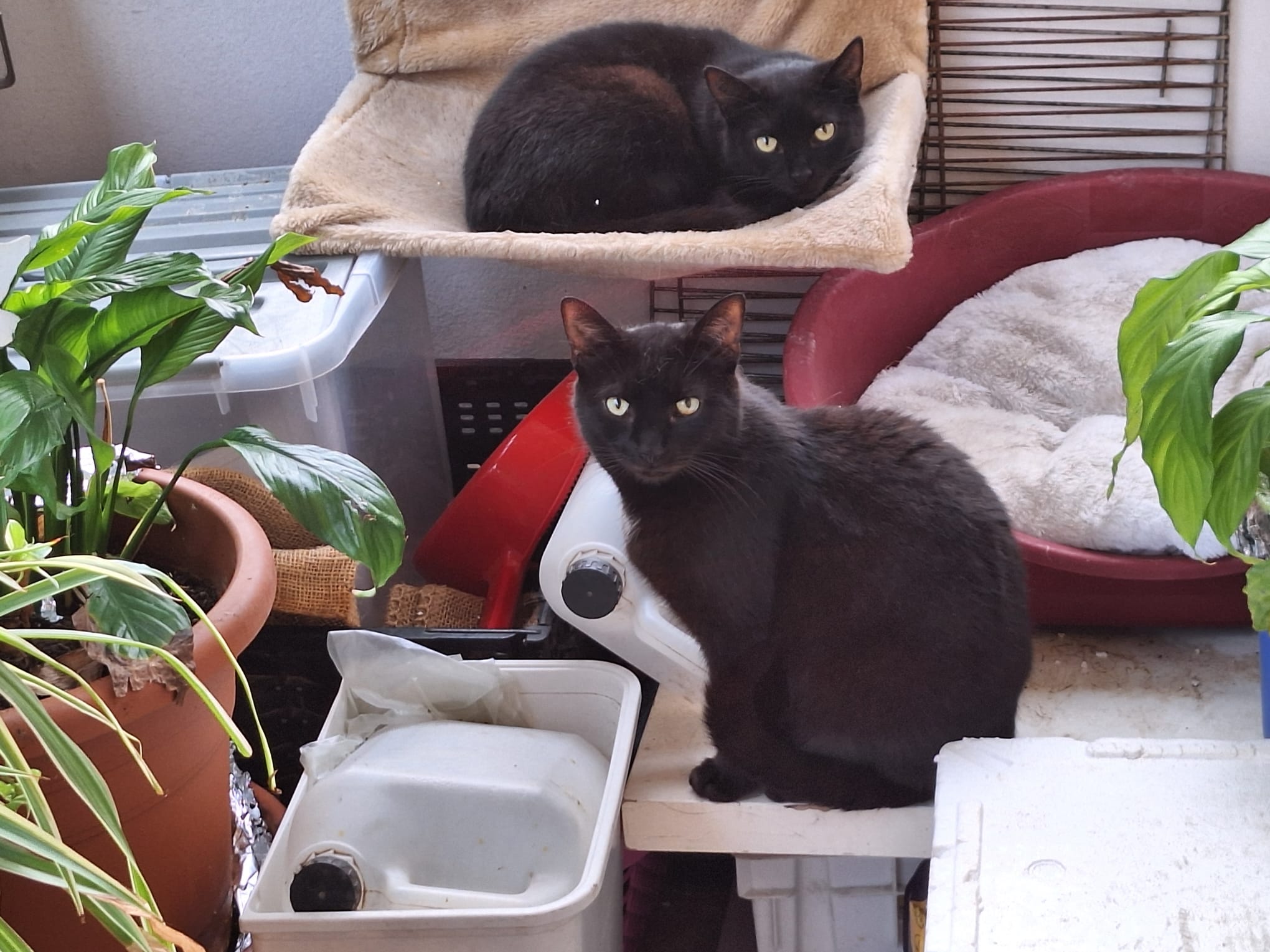 Gaby und Garry suchen ein Zuhause (Vermittlungshilfe)