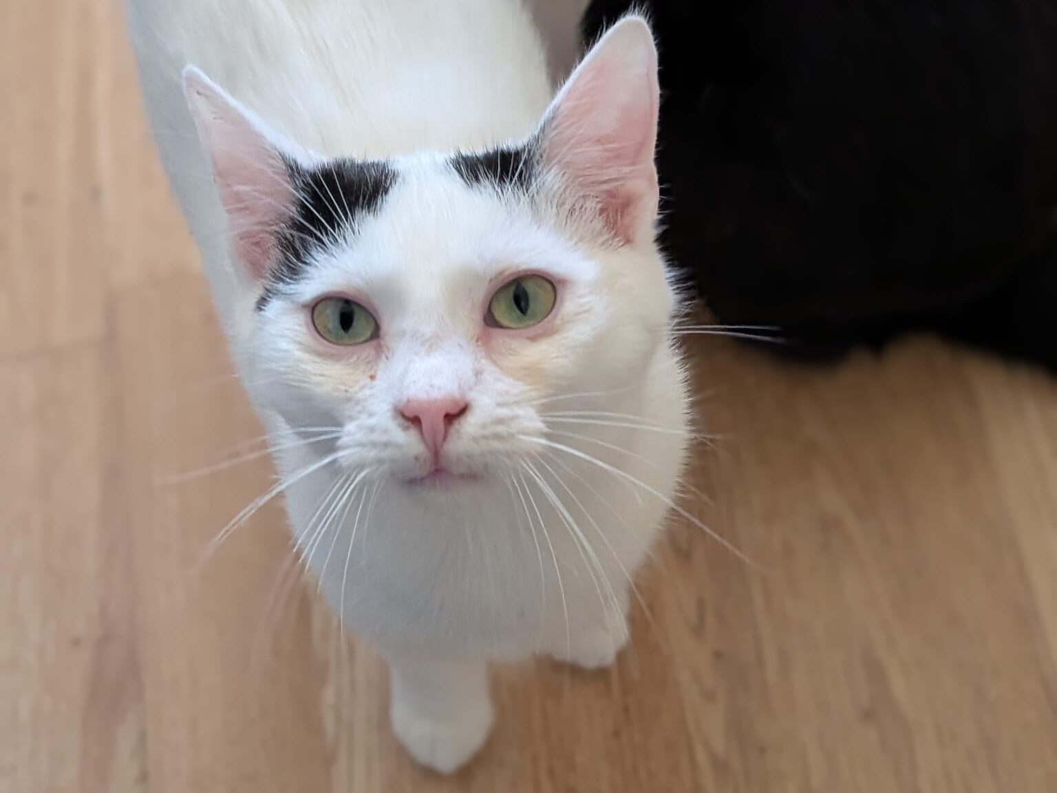 Miro sucht ein Zuhause (Vermittlungshilfe)