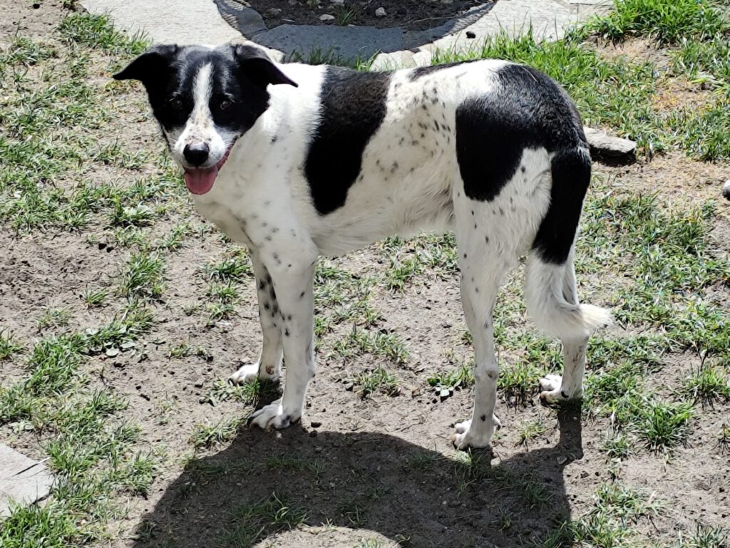 Kalli sucht ein Zuhause (Vermittlungshilfe)