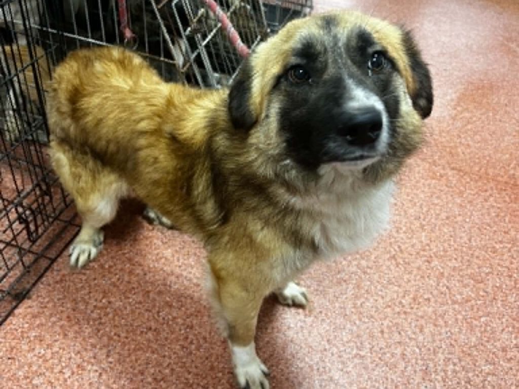 Kenai sucht ein Zuhause