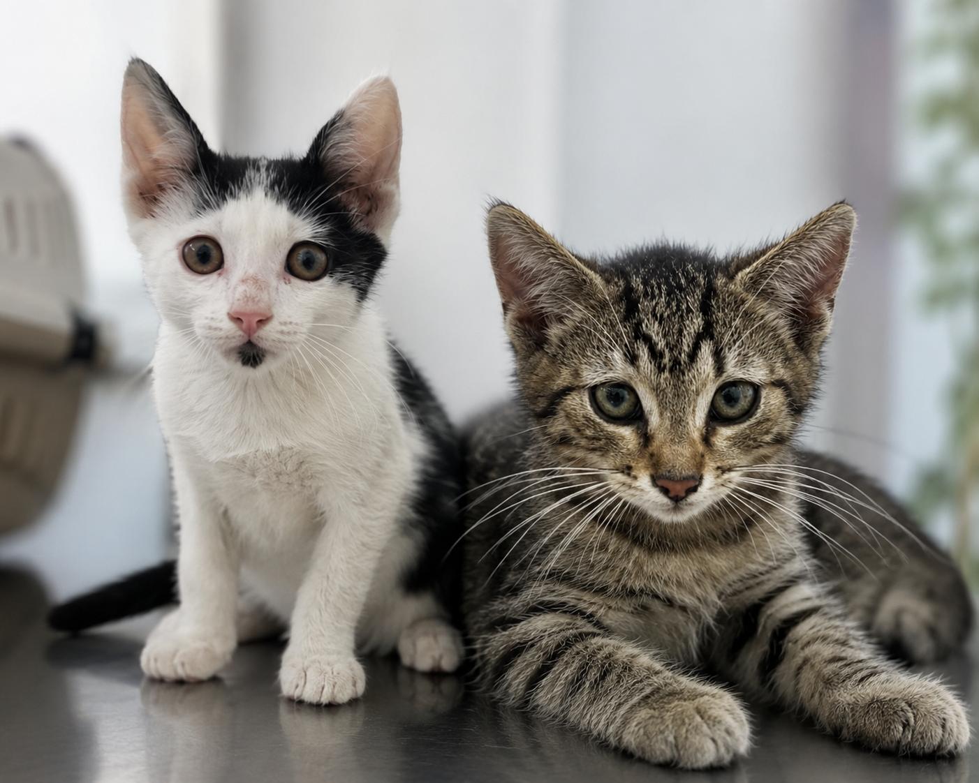 Unsere Katzen