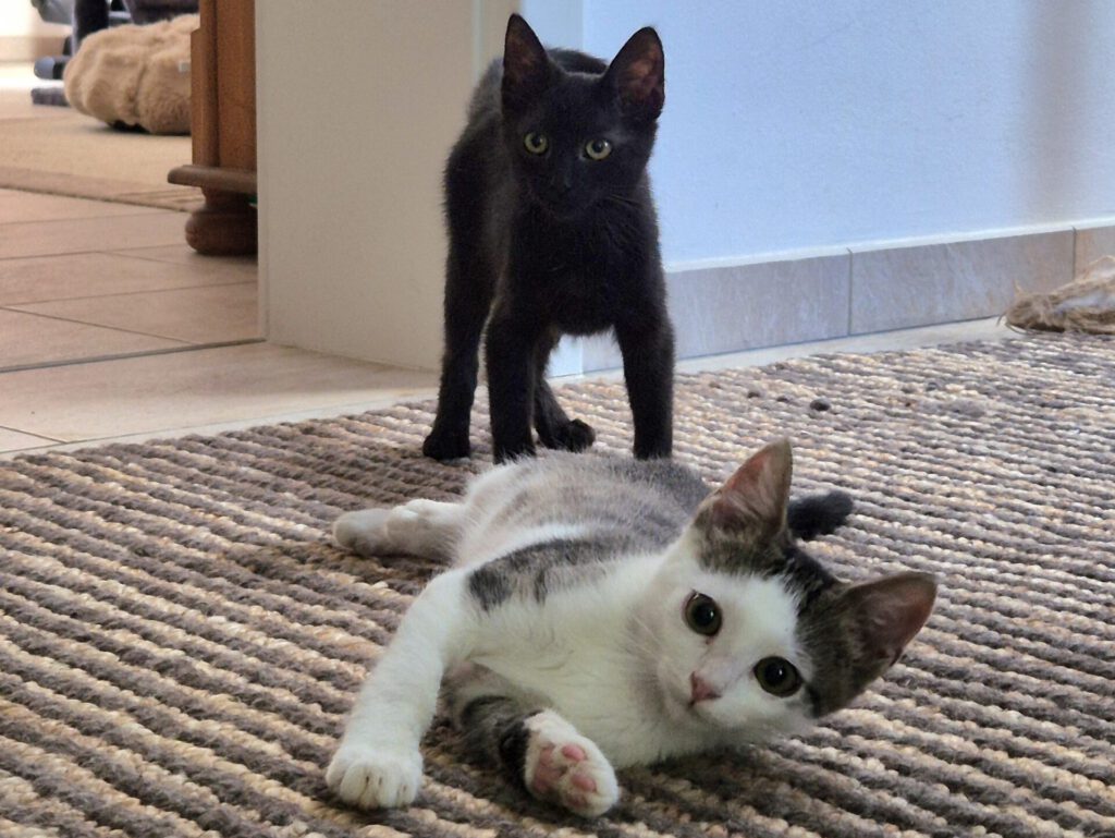 Momo und Luna suchen ein Zuhause (Vermittlungshilfe)
