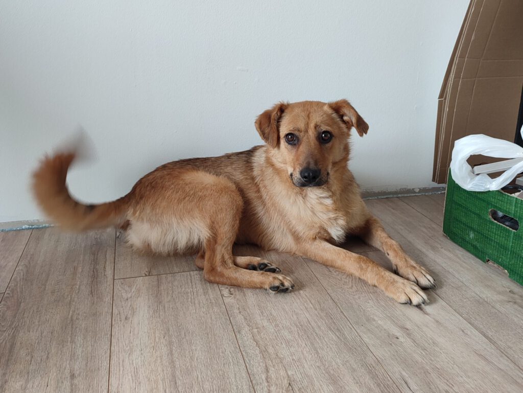 Malou sucht ein Zuhause