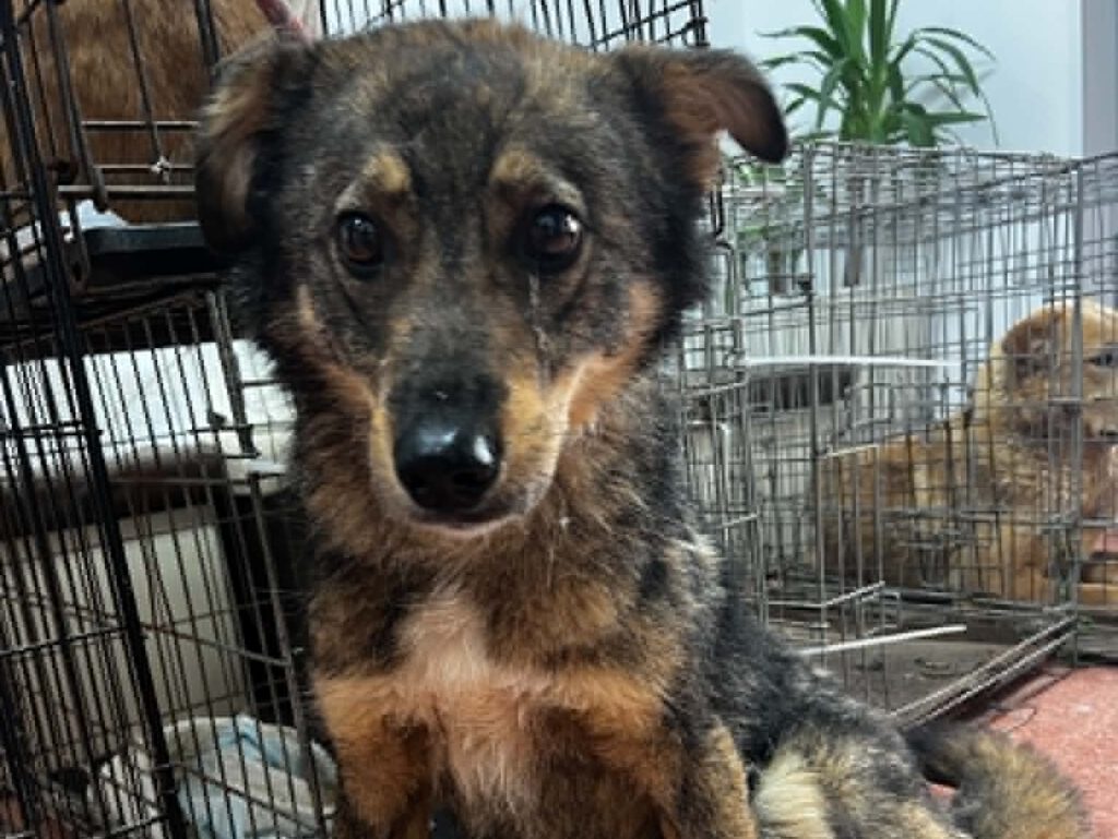 Merlin sucht ein Zuhause