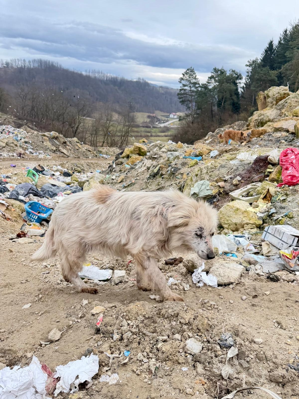 Hund auf der Mülldeponie