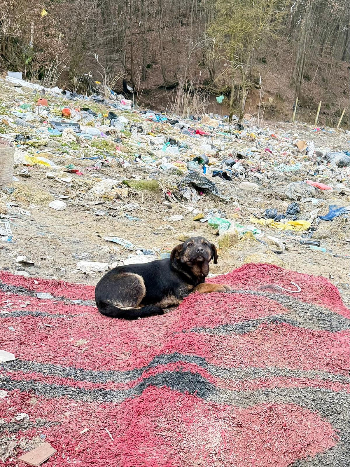 Hund auf der Mülldeponie in Bosnien