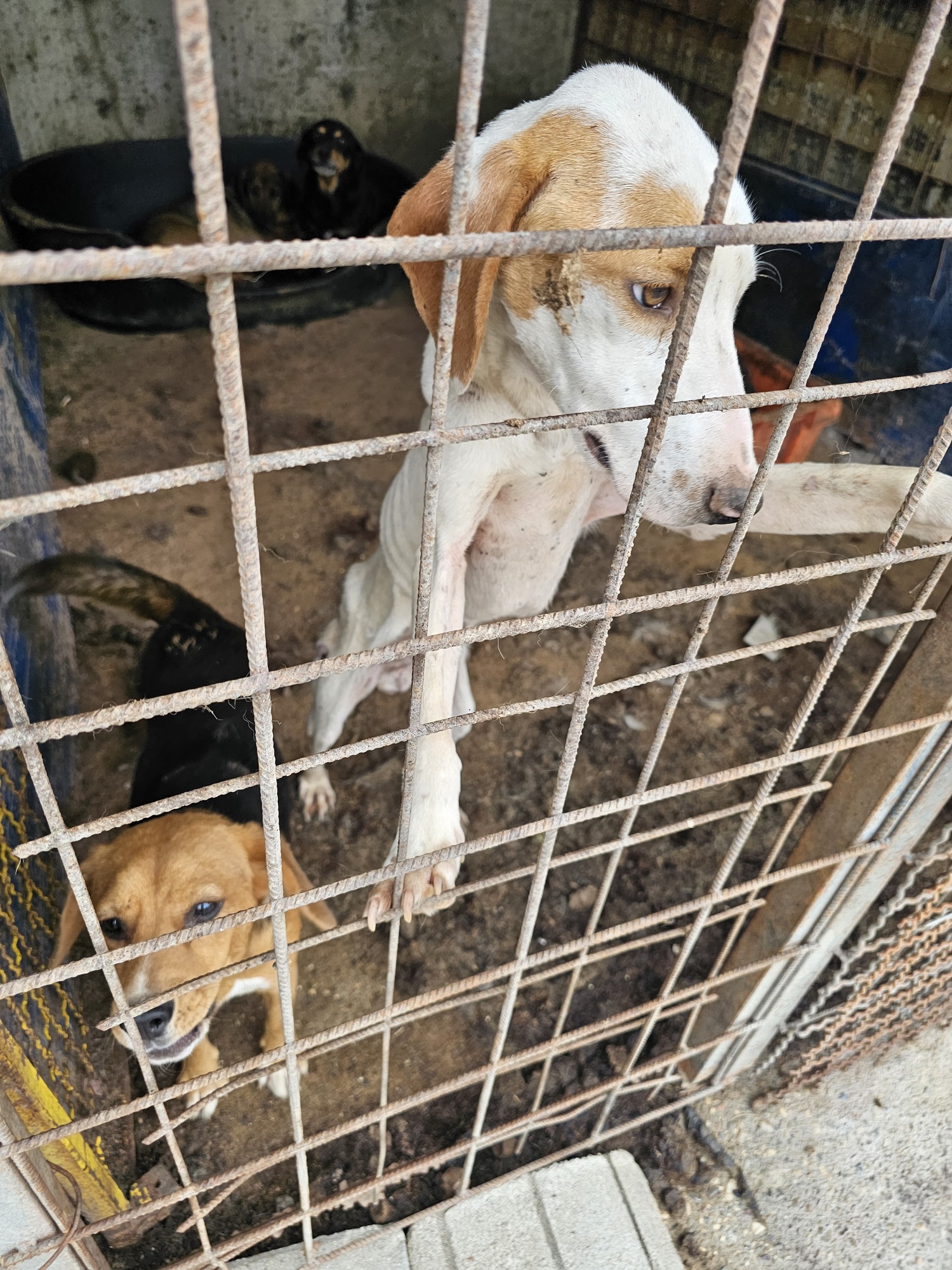 Hund in der Tötungsstation in Gradiška