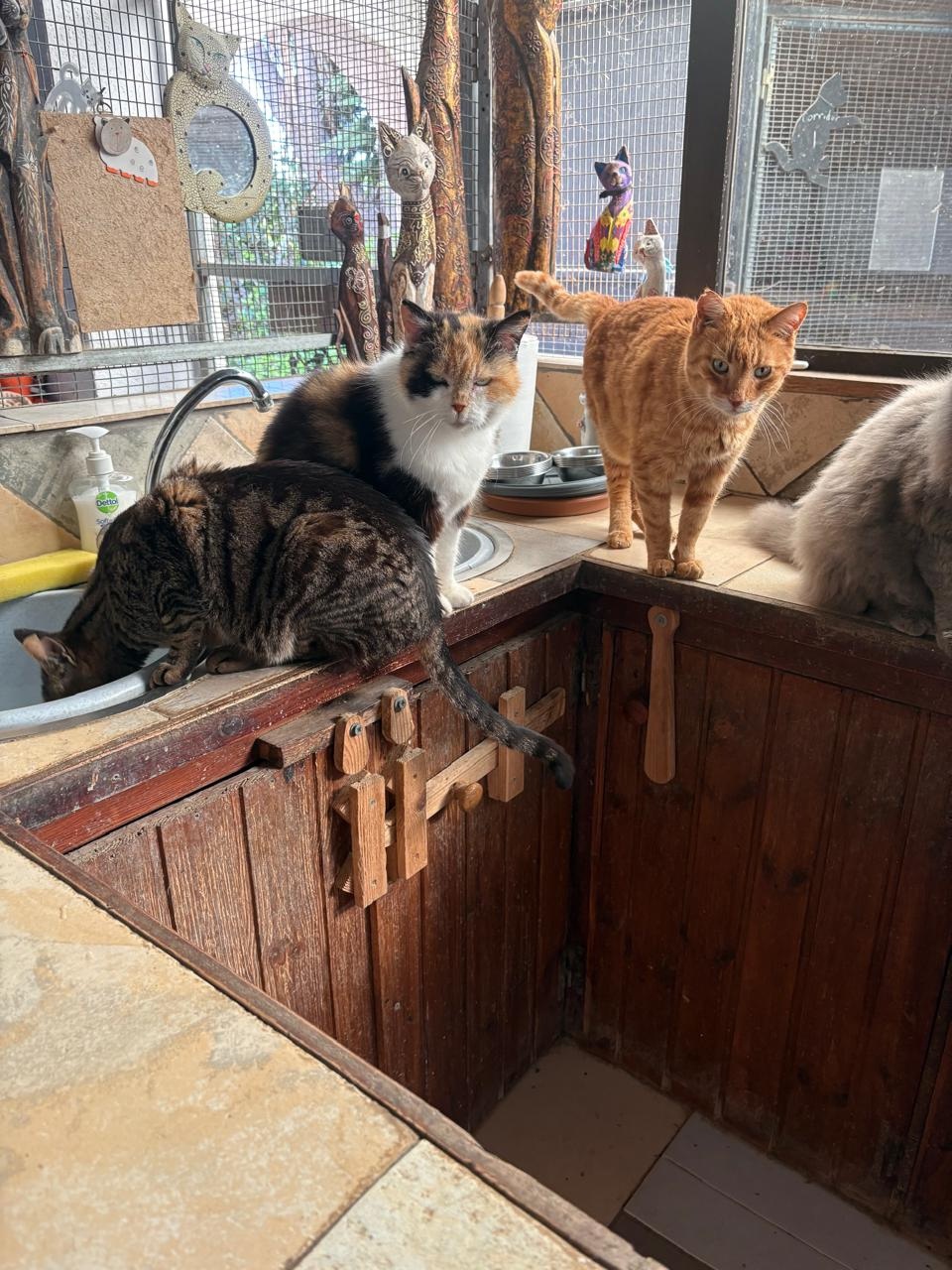 Katzen auf Kreta