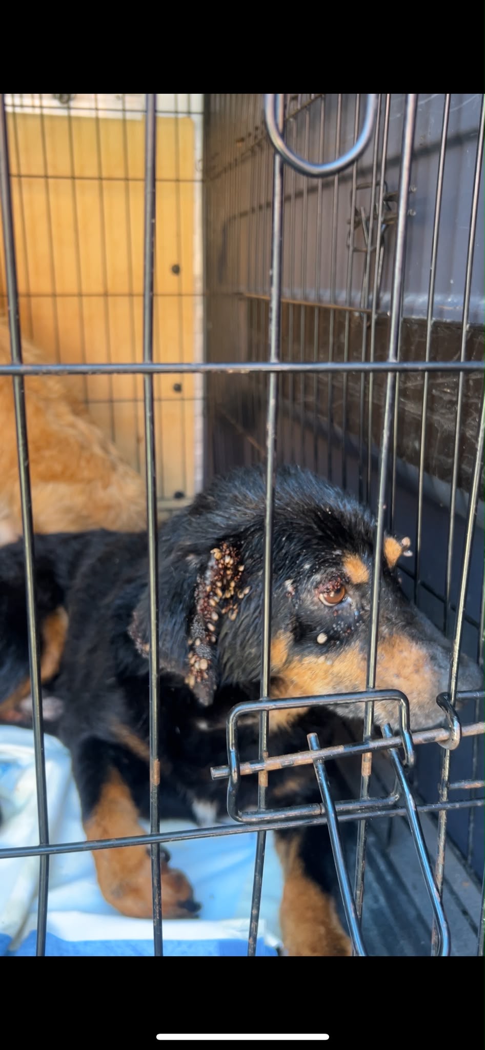 Hunde aus Gradiška