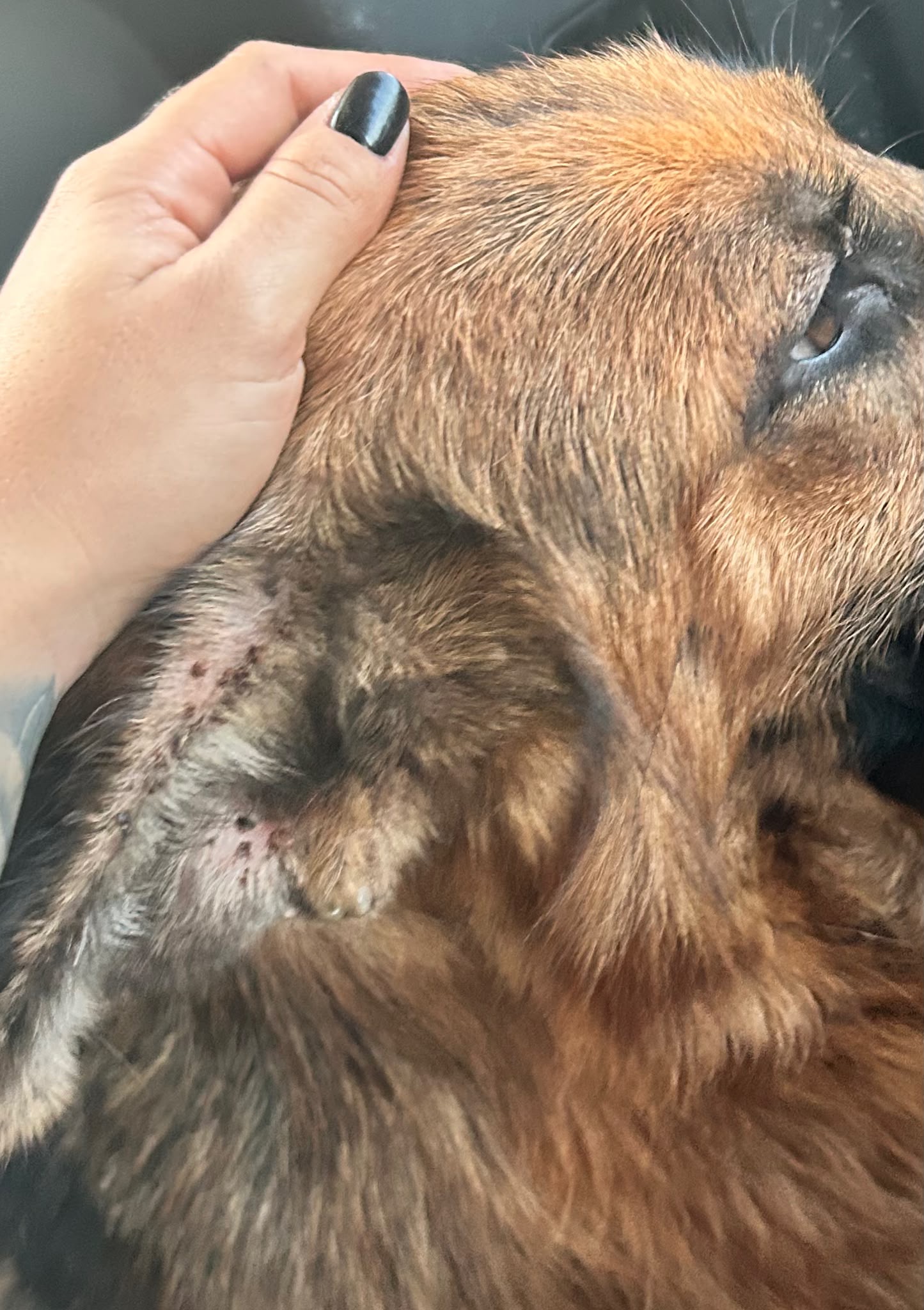 Geretteter Hund aus Gradiška