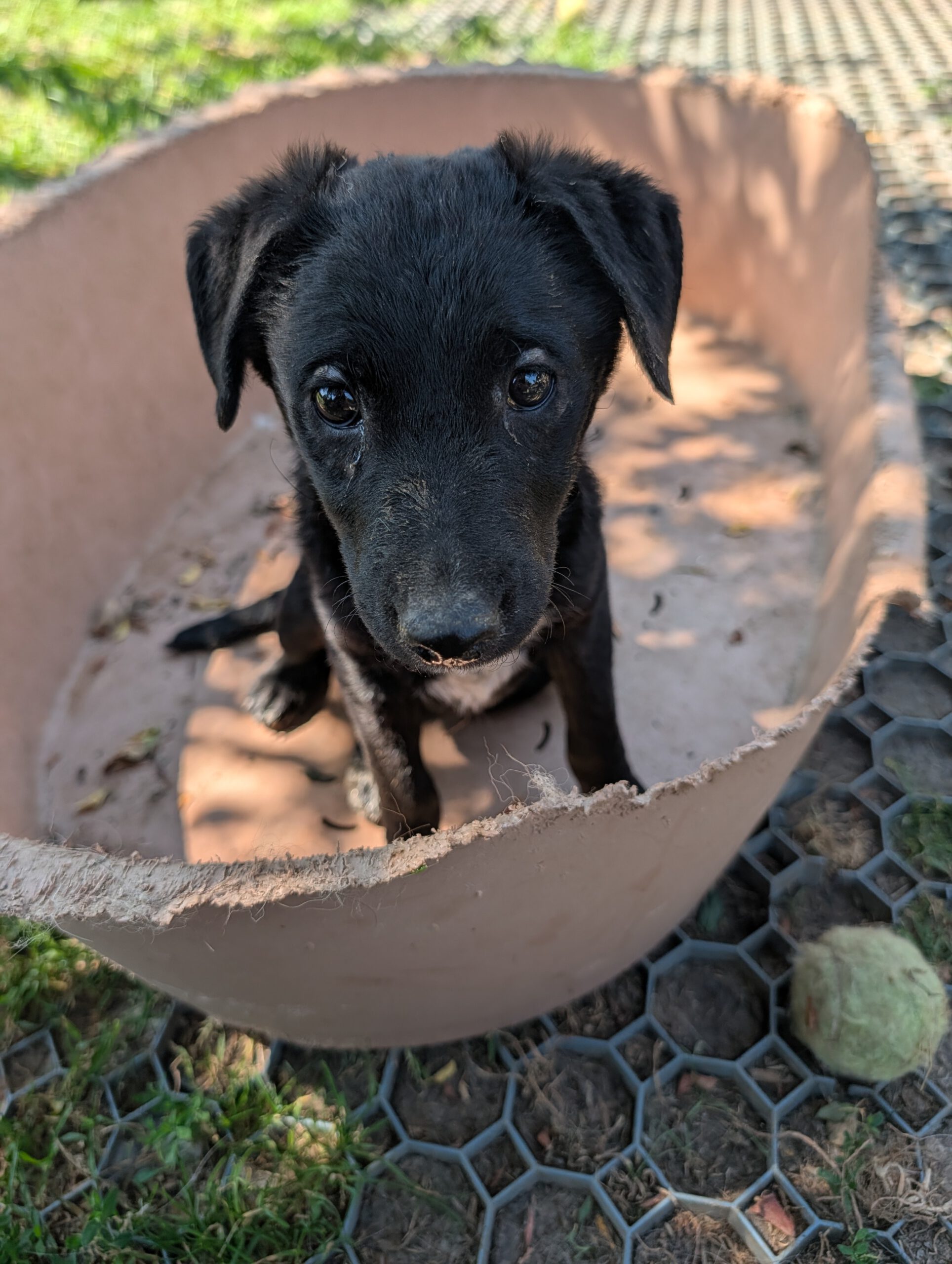 Gwendoline sucht ein Zuhause