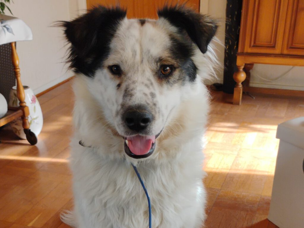 Joa sucht ein Zuhause