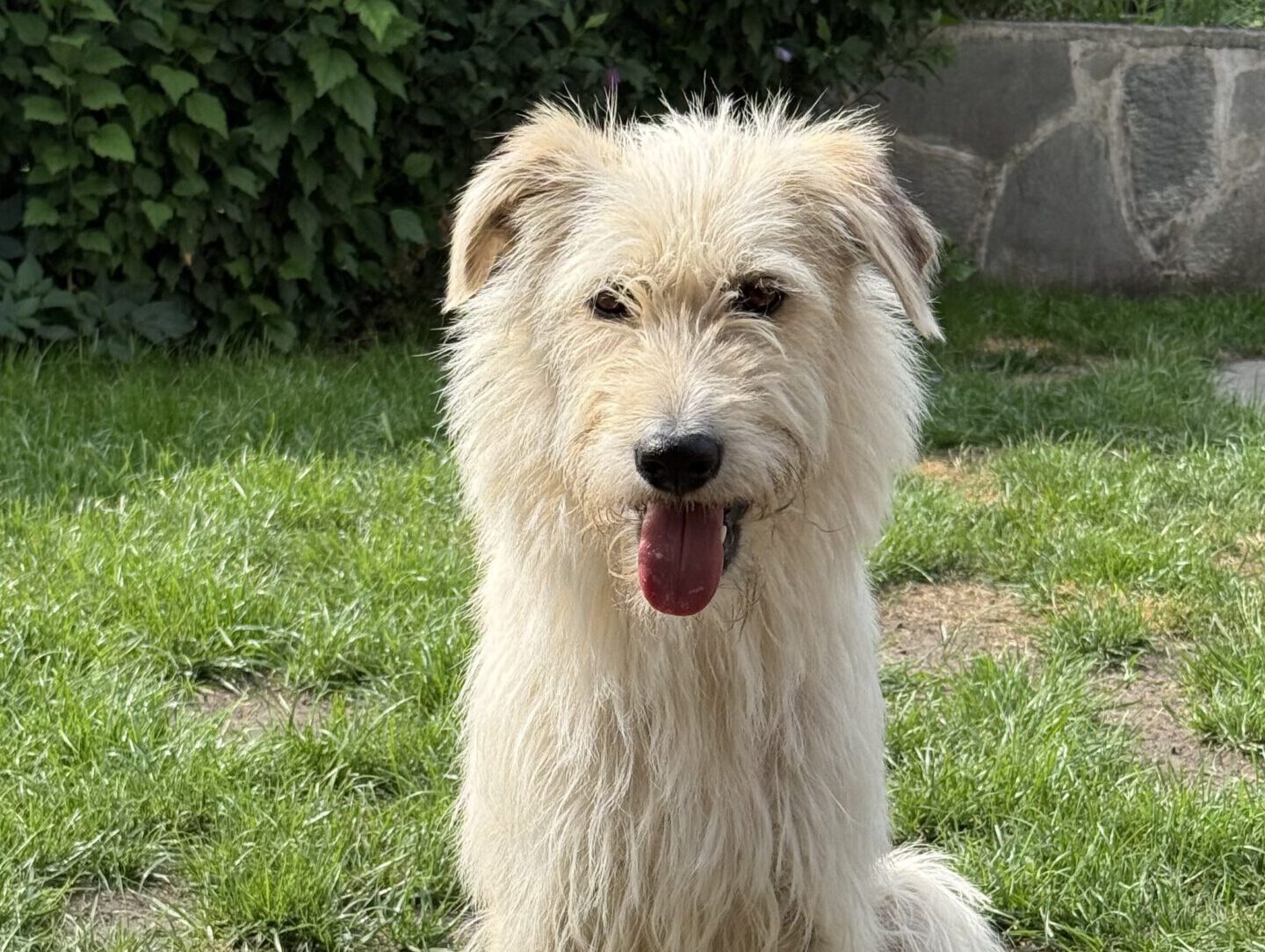 Konrad – Chancenhund bei APAL ohne Grenzen