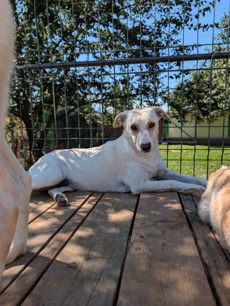 Luna sucht ein Zuhause