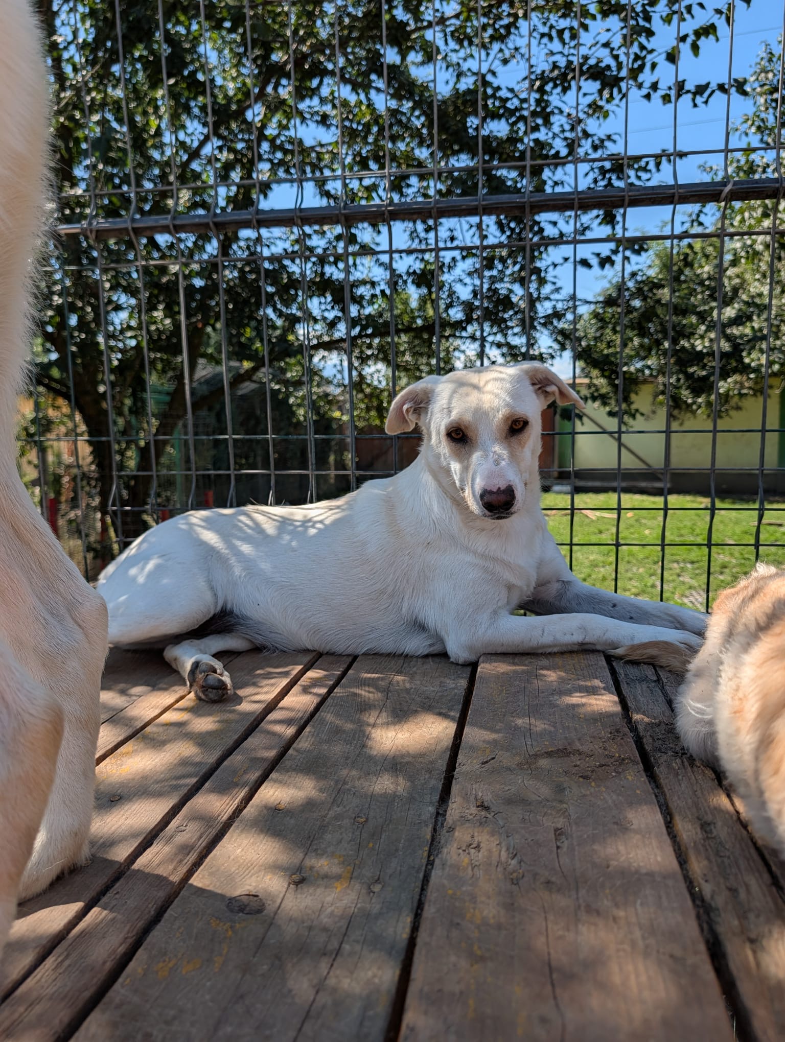Luna sucht ein Zuhause