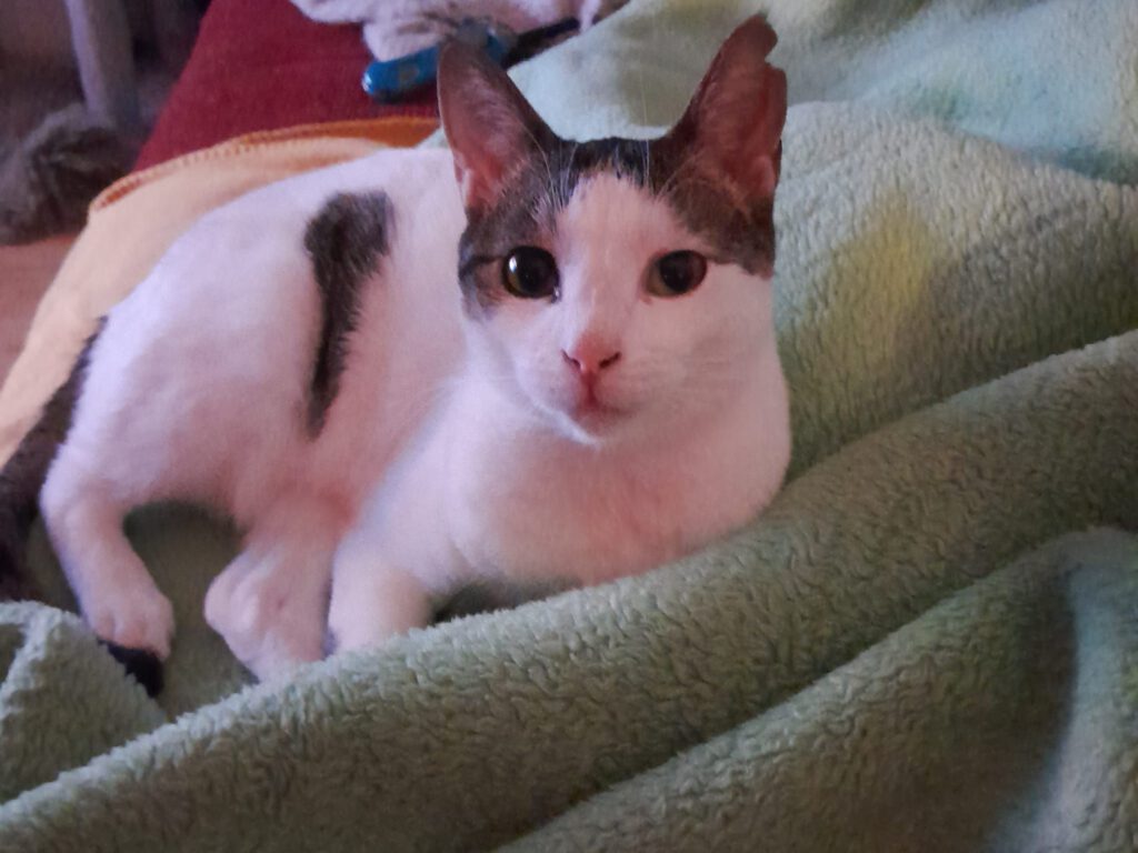 Trollo sucht ein neues Zuhause