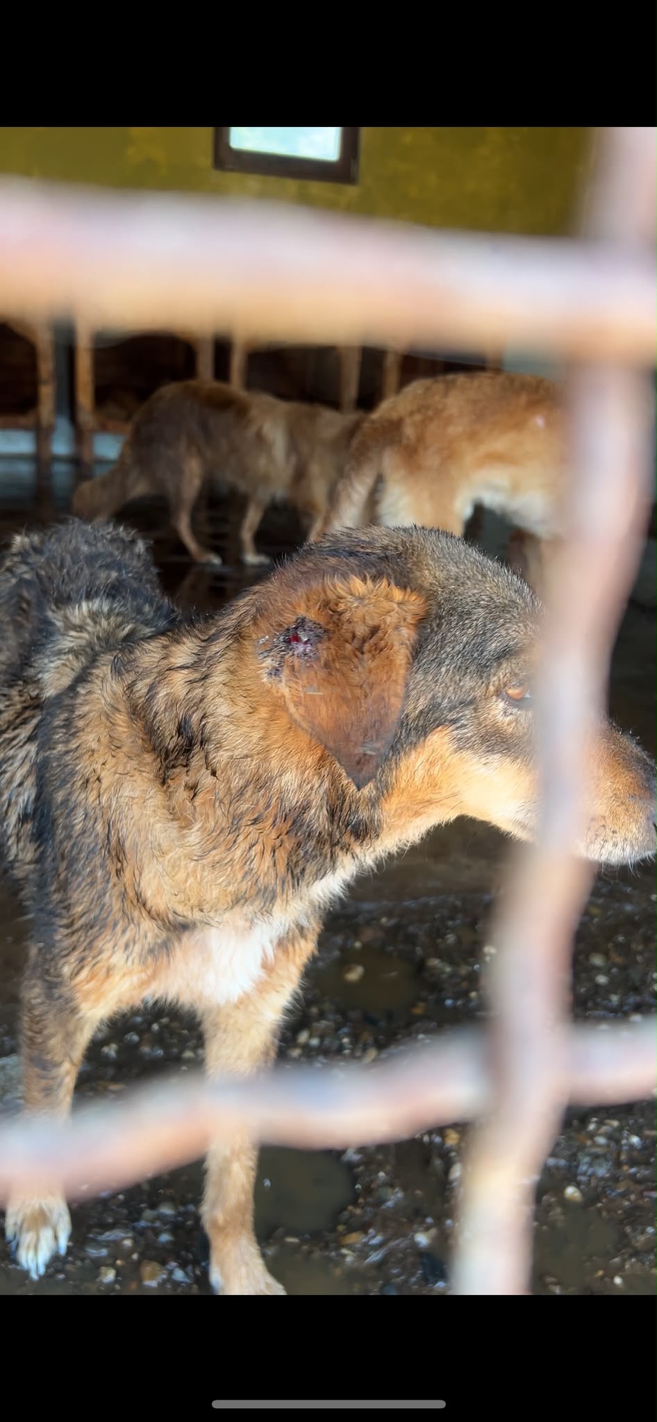 Hund aus Gradiška