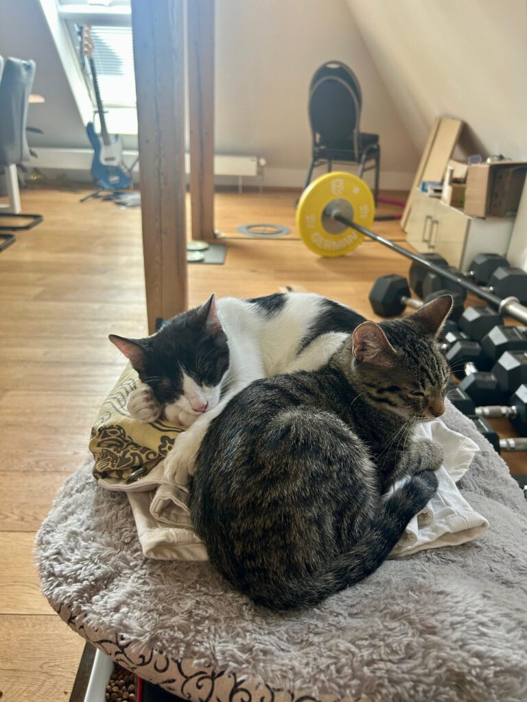 (Vermittlungshilfe) Cheddi & Pecorino sucht ein Zuhause