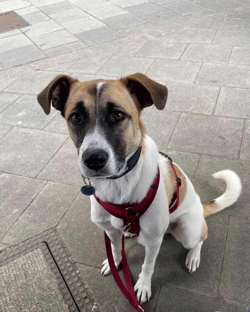 Coco sucht ein Zuhause