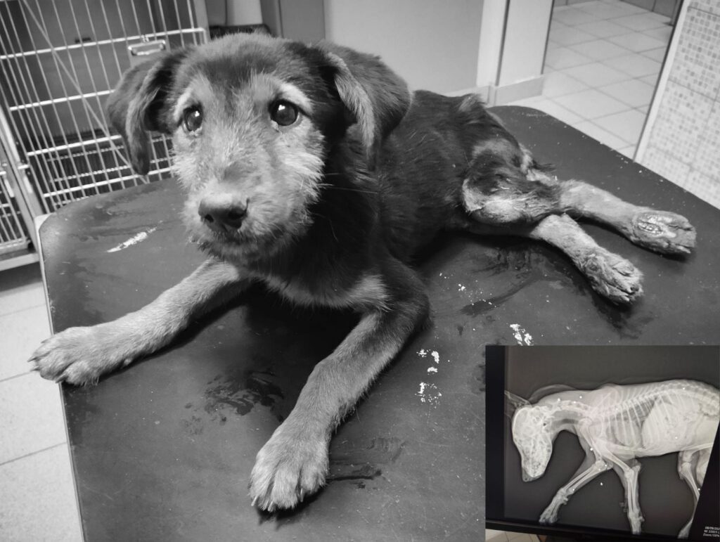💔 Sie war noch ein Baby. Und jemand hat auf sie geschossen!