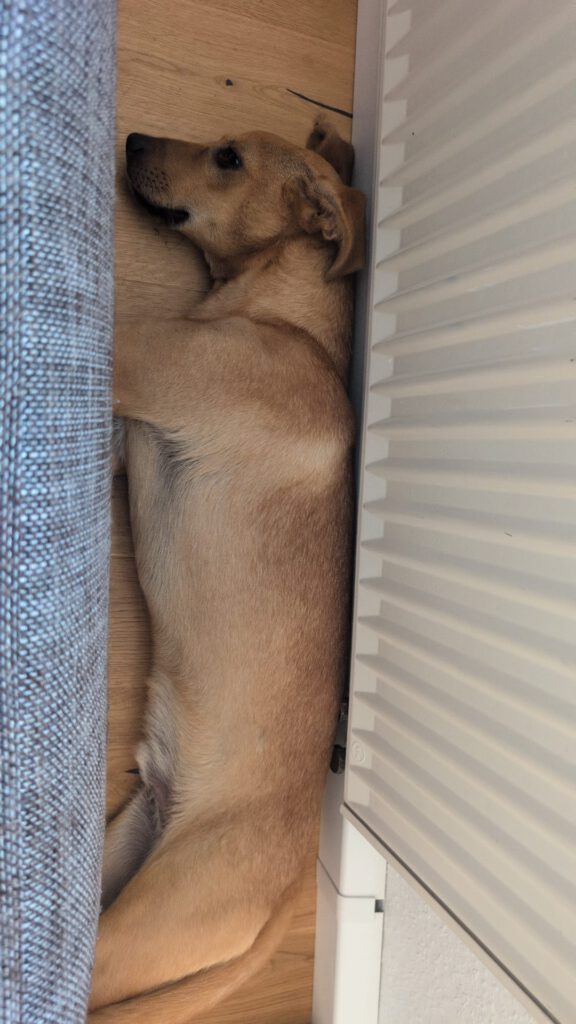Filou