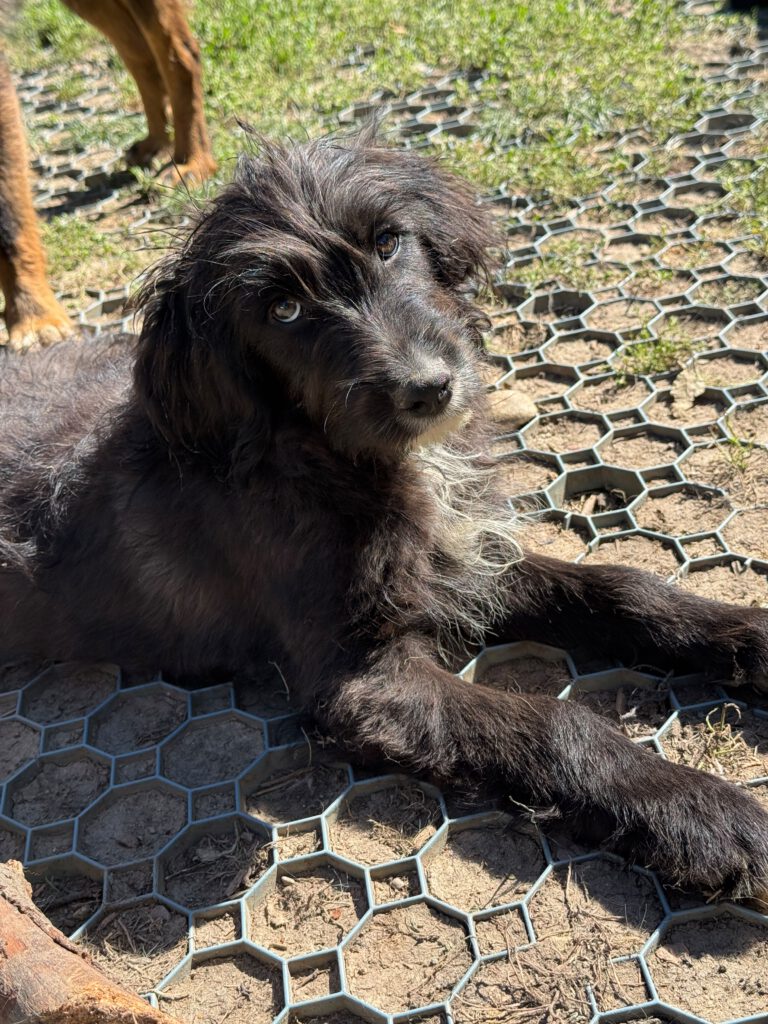 Alfie sucht ein Zuhause
