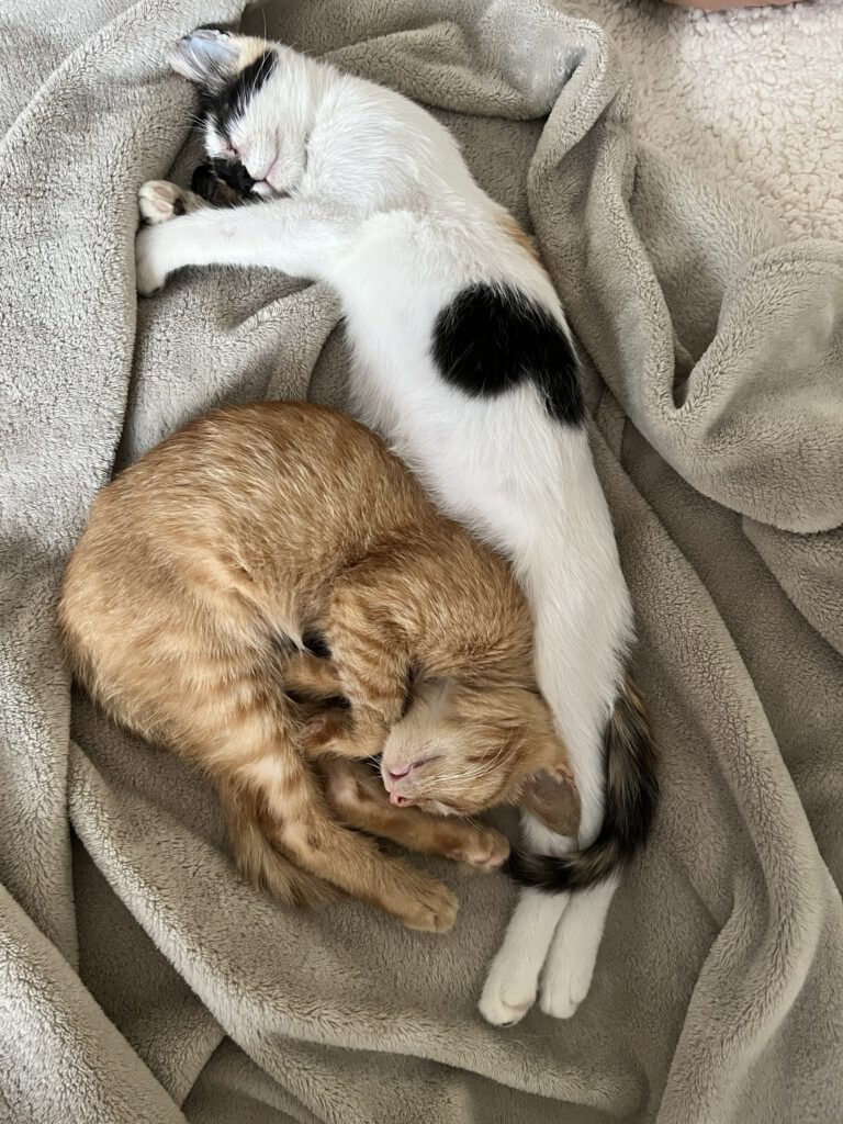 Iliyana & Simba