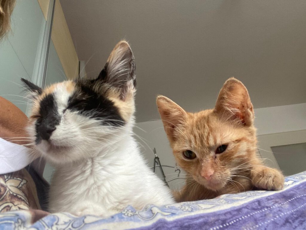 Iliyana & Simba