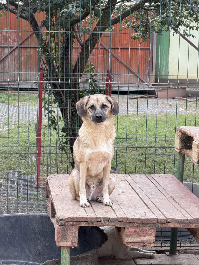 Joschi sucht ein Zuhause