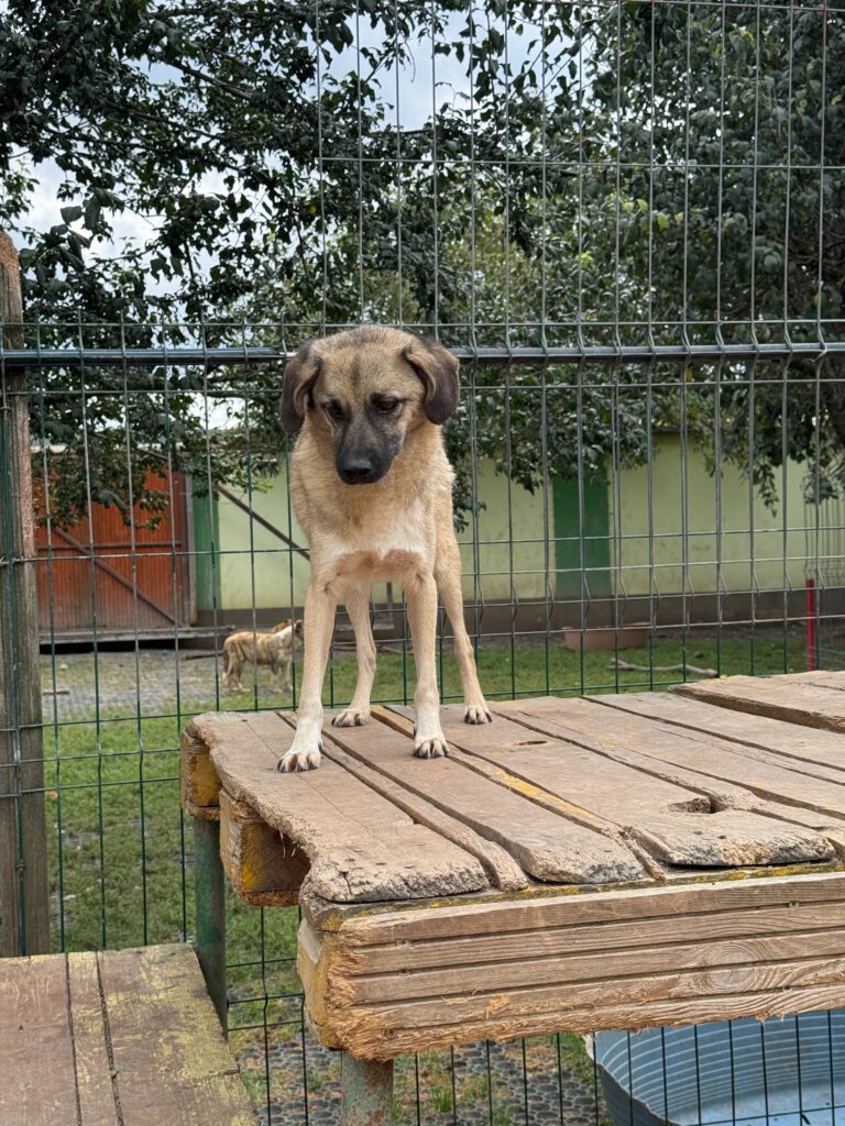 Joschi