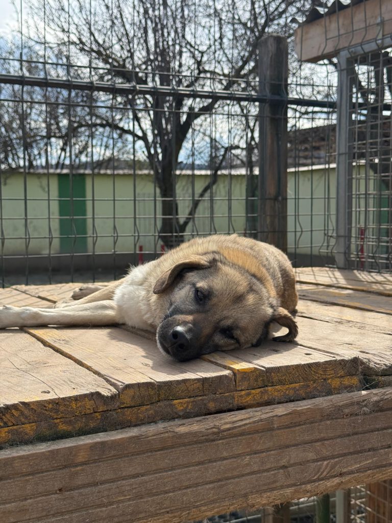 Joschi