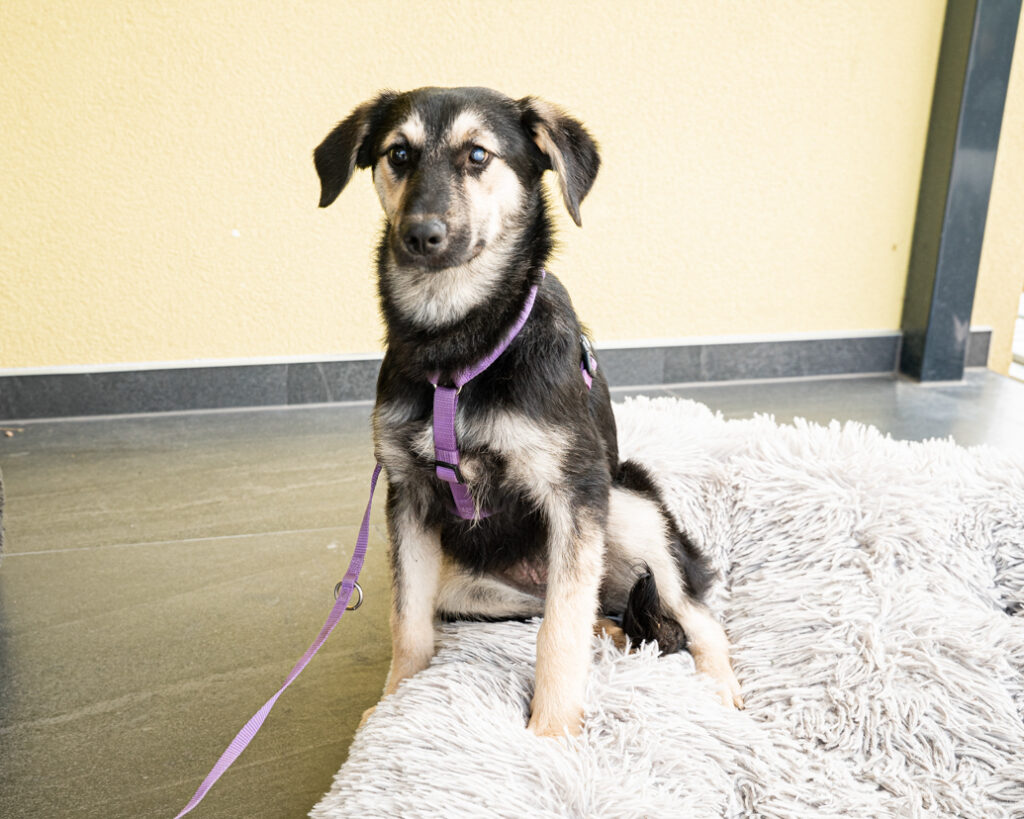 Kina sucht ein Zuhause