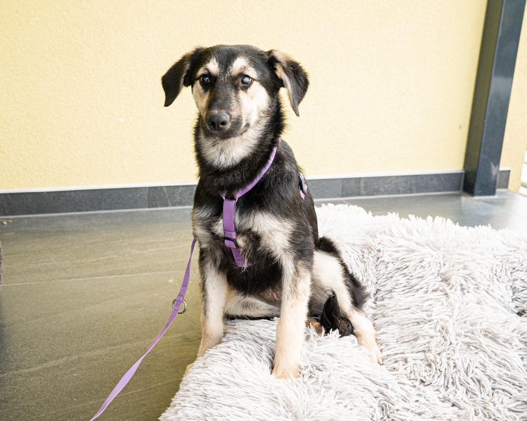 Kina sucht ein Zuhause