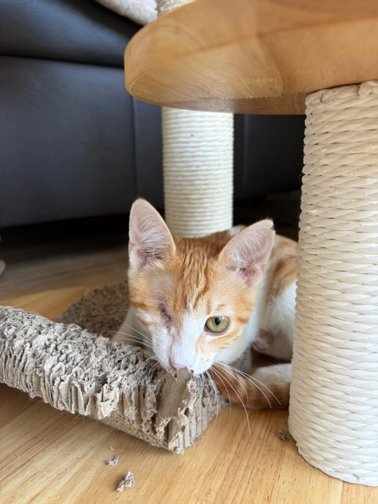 Kleo & Rhea