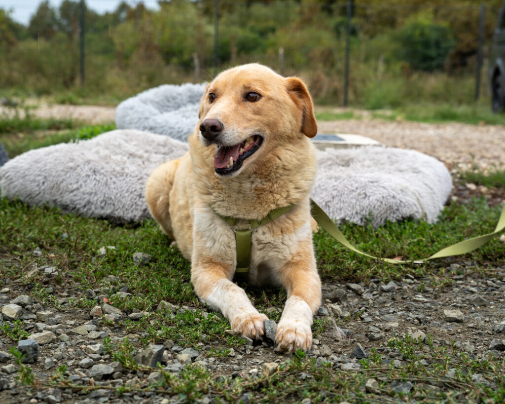 Leo sucht ein Zuhause
