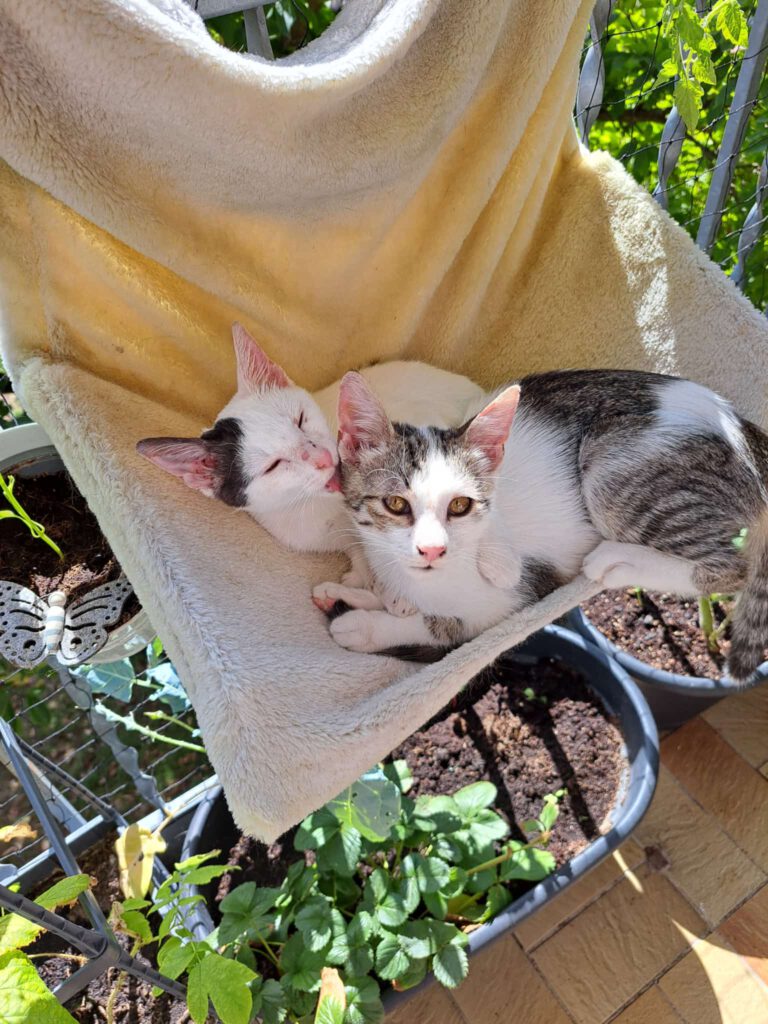 Lily & Milo sucht ein Zuhause