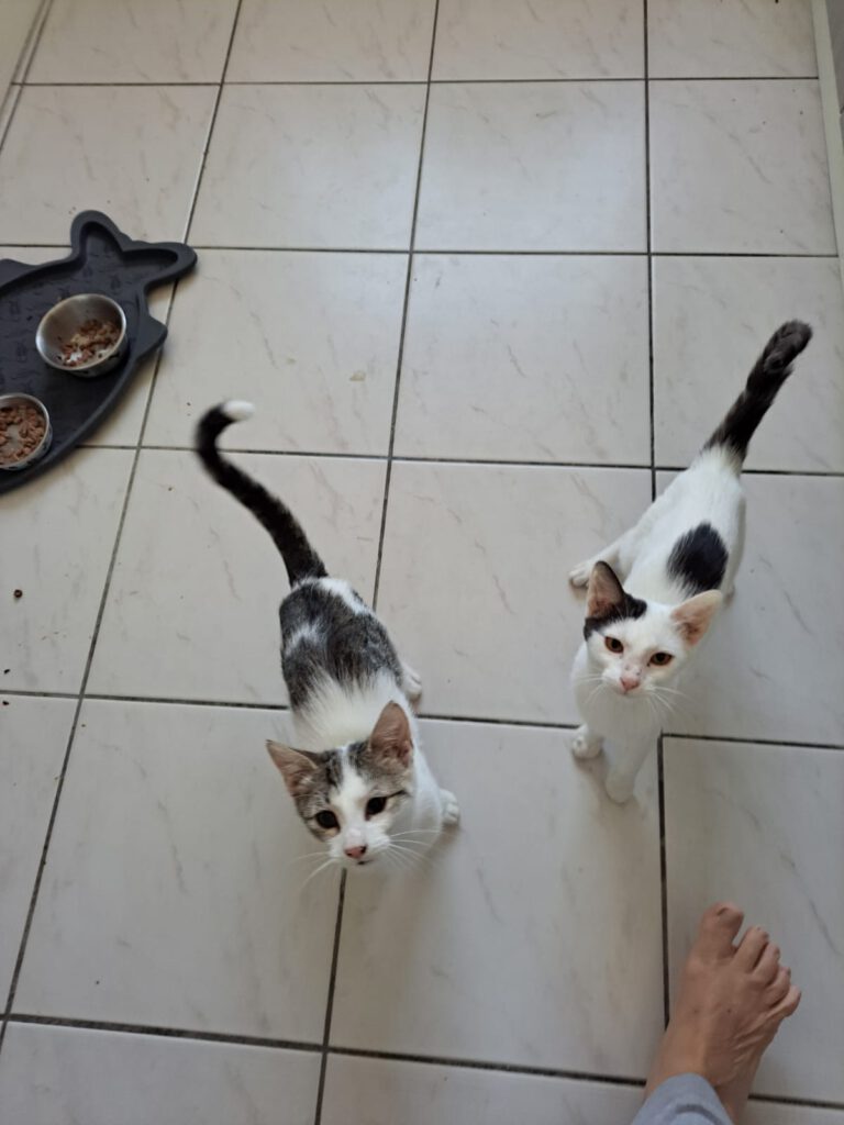 Lily & Milo