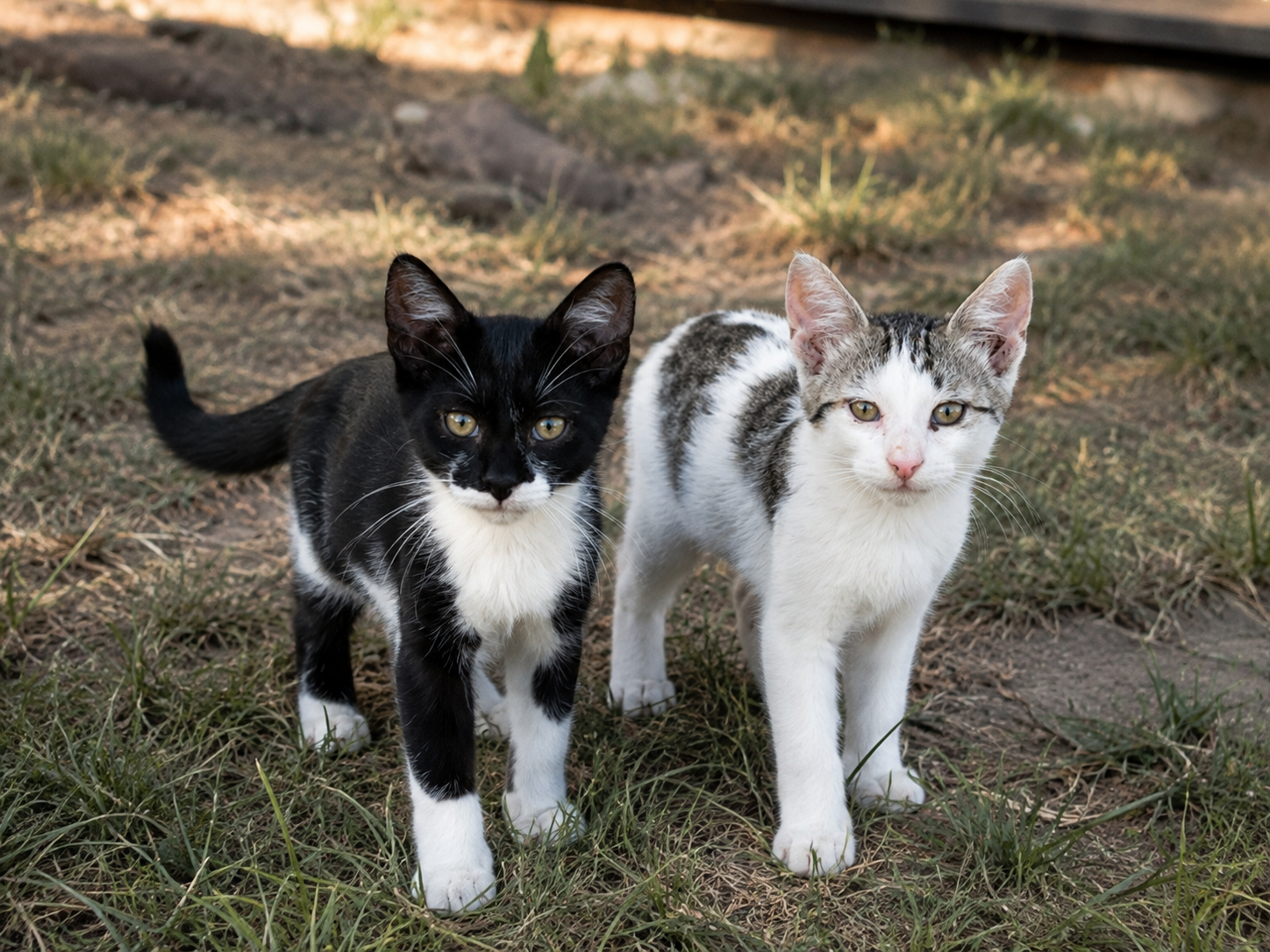 Mike & Rocky sucht ein Zuhause