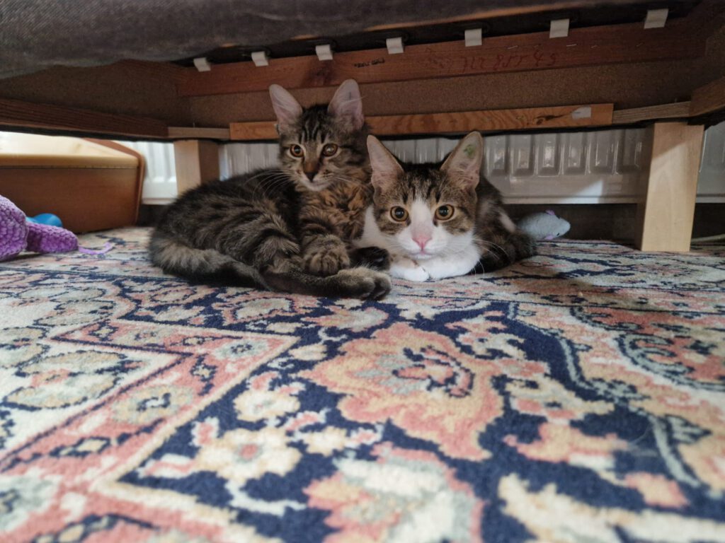 Mila & Maxi sucht ein Zuhause