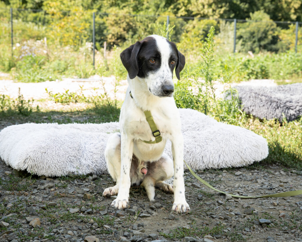 Miro