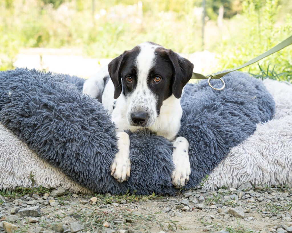 Miro sucht ein Zuhause