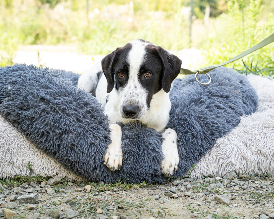 Miro sucht ein Zuhause