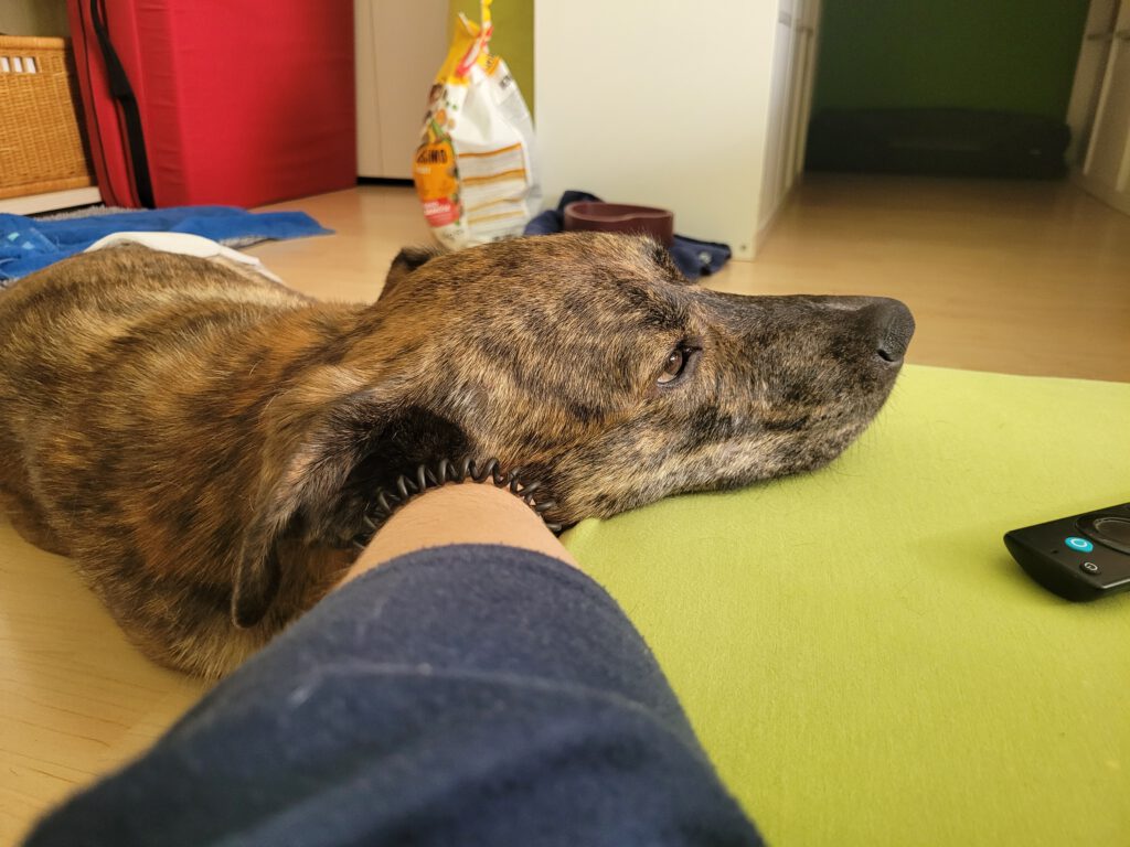 Nikita