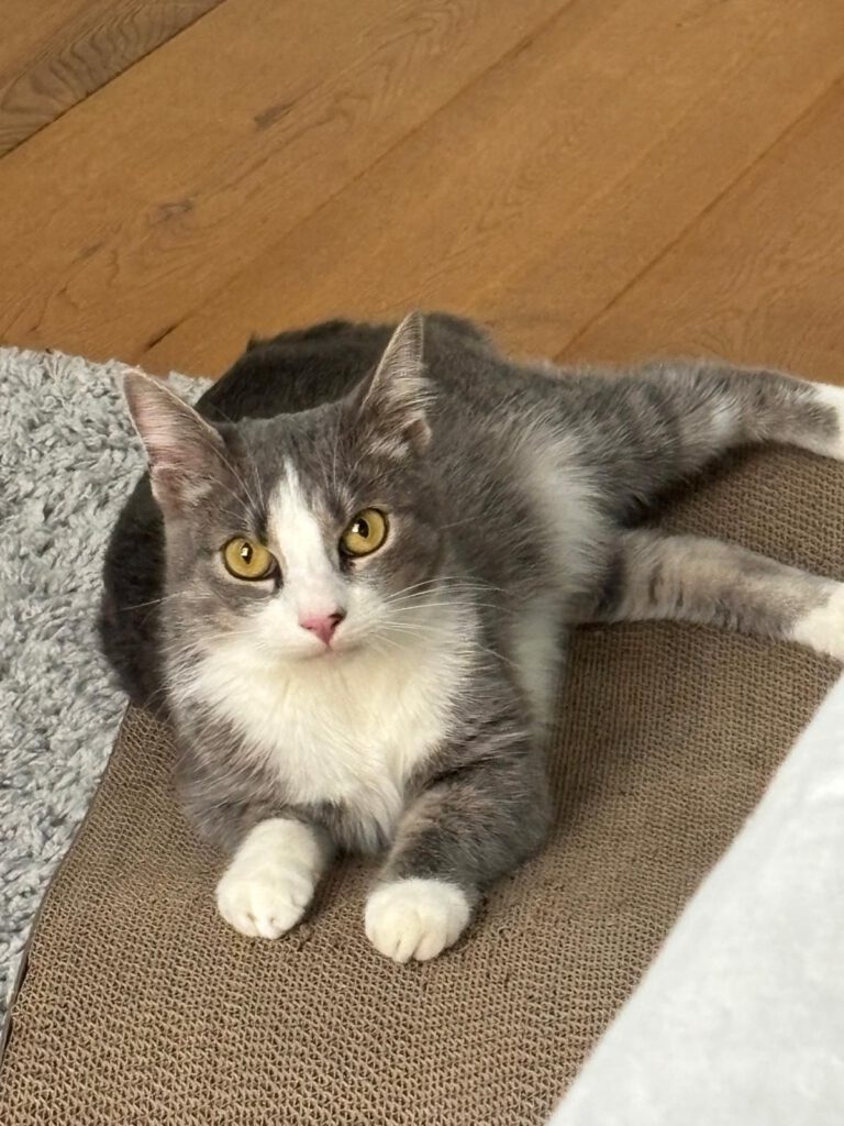 Ninolina sucht ein Zuhause