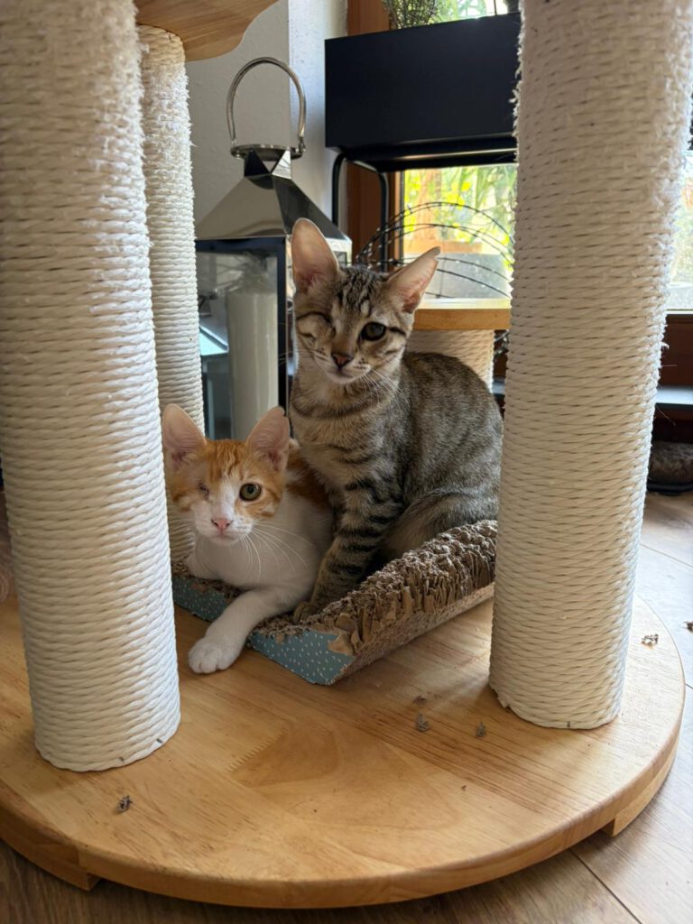 Kleo & Rhea sucht ein Zuhause
