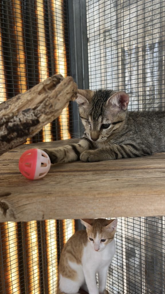 Kleo & Rhea