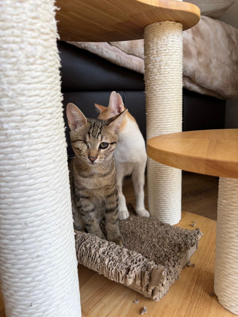 Kleo & Rhea