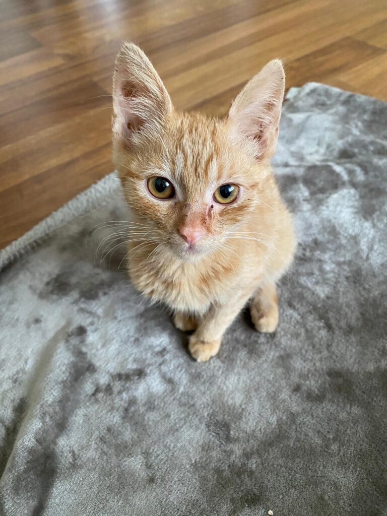 Iliyana & Simba