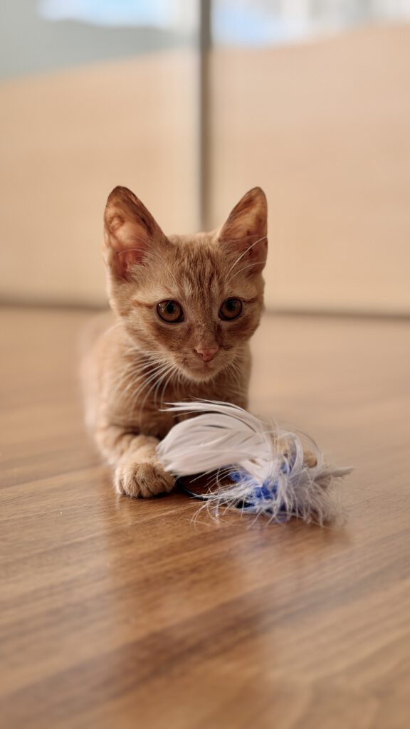 Iliyana & Simba sucht ein Zuhause