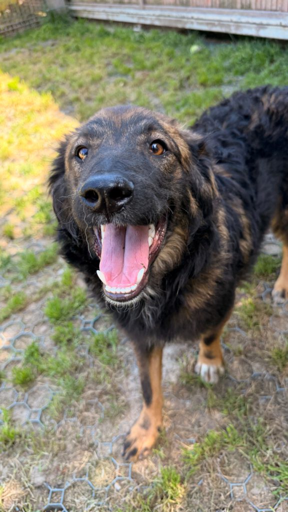 Vito sucht ein Zuhause